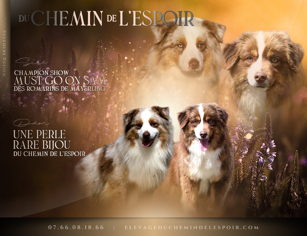 chiots disponible