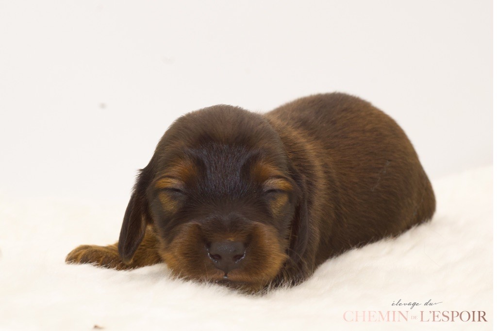 du Chemin de L'Espoir - Chiots disponibles - Teckel poil long