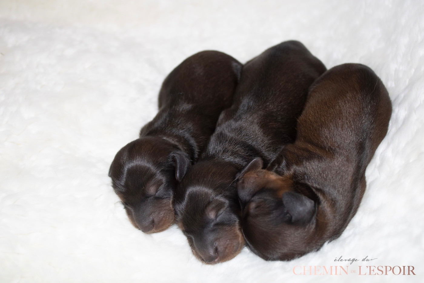 du Chemin de L'Espoir - Teckel poil long - Portée née le 27/12/2025