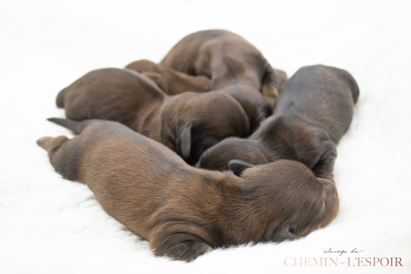 du Chemin de L'Espoir - Teckel poil long - Portée née le 24/12/2025