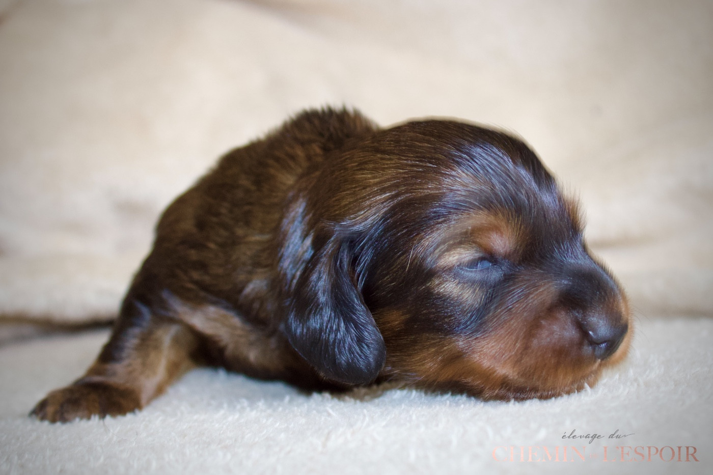 du Chemin de L'Espoir - Chiots disponibles - Teckel poil long