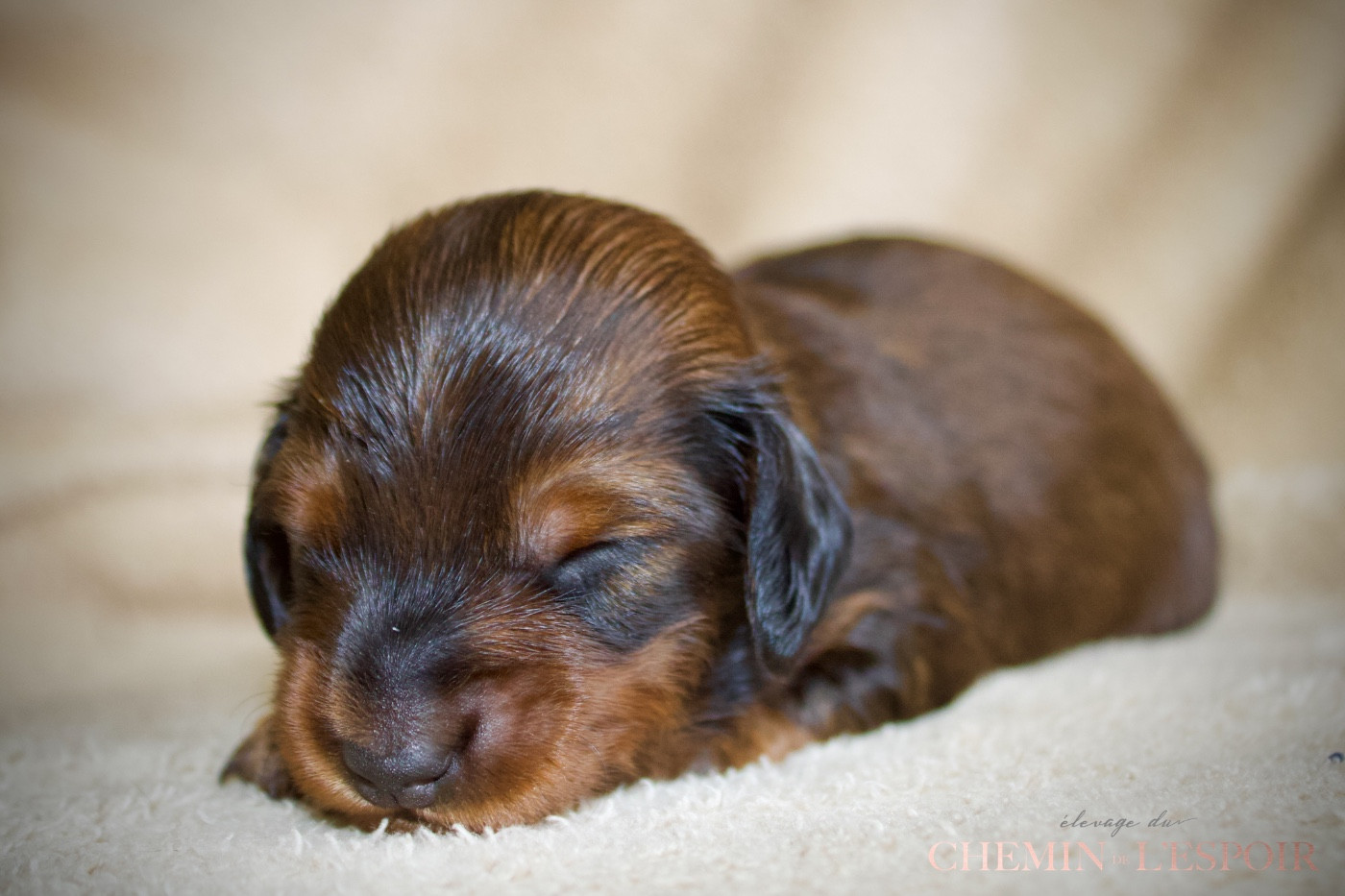 du Chemin de L'Espoir - Chiots disponibles - Teckel poil long