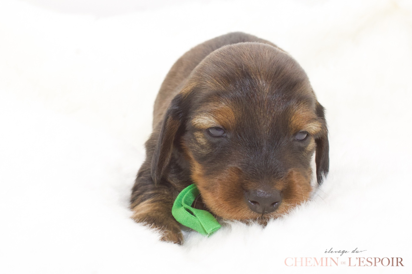 du Chemin de L'Espoir - Chiots disponibles - Teckel poil long