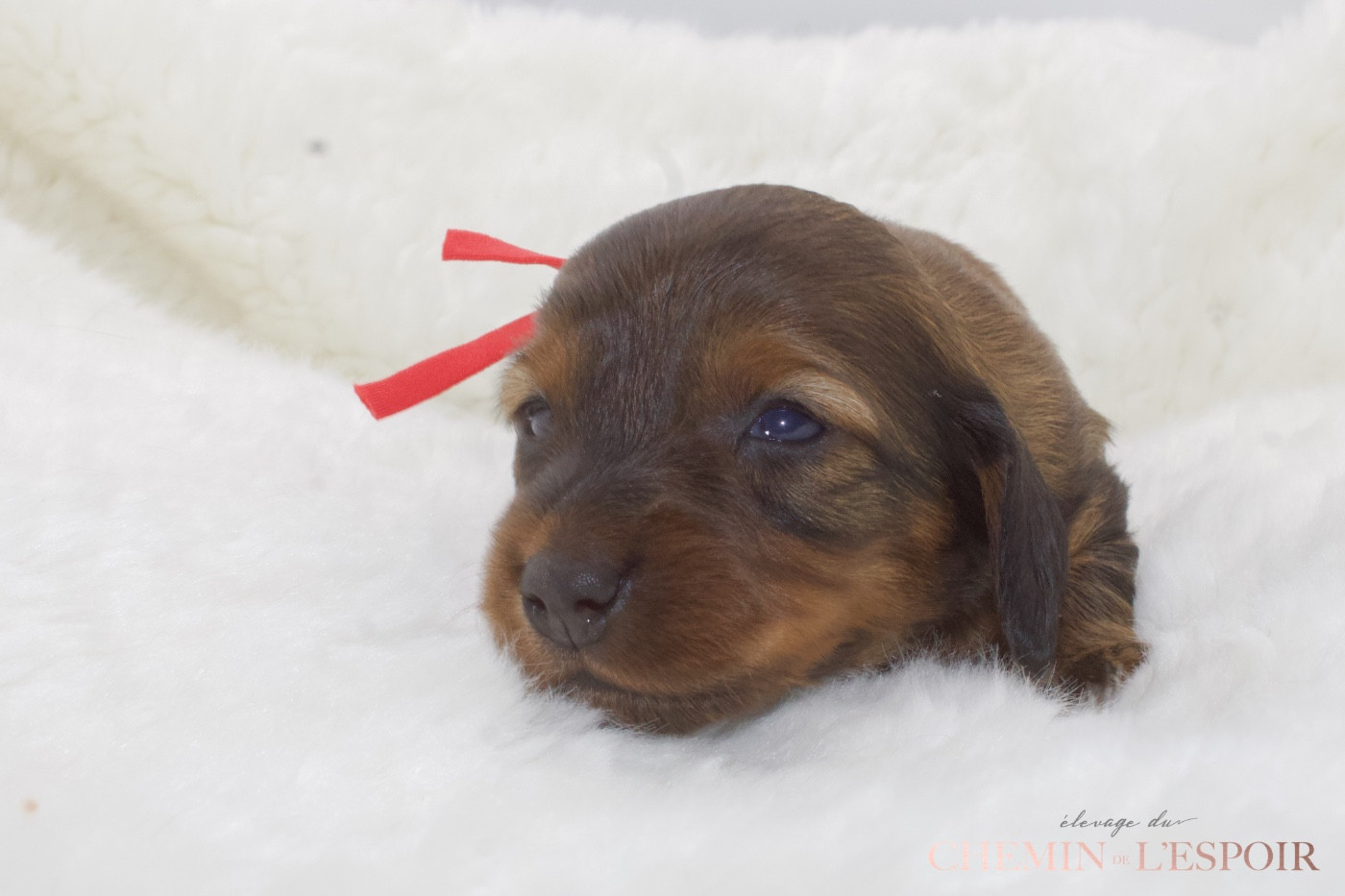 du Chemin de L'Espoir - Chiots disponibles - Teckel poil long