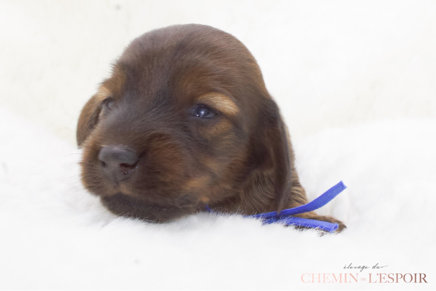 du Chemin de L'Espoir - Chiots disponibles - Teckel poil long