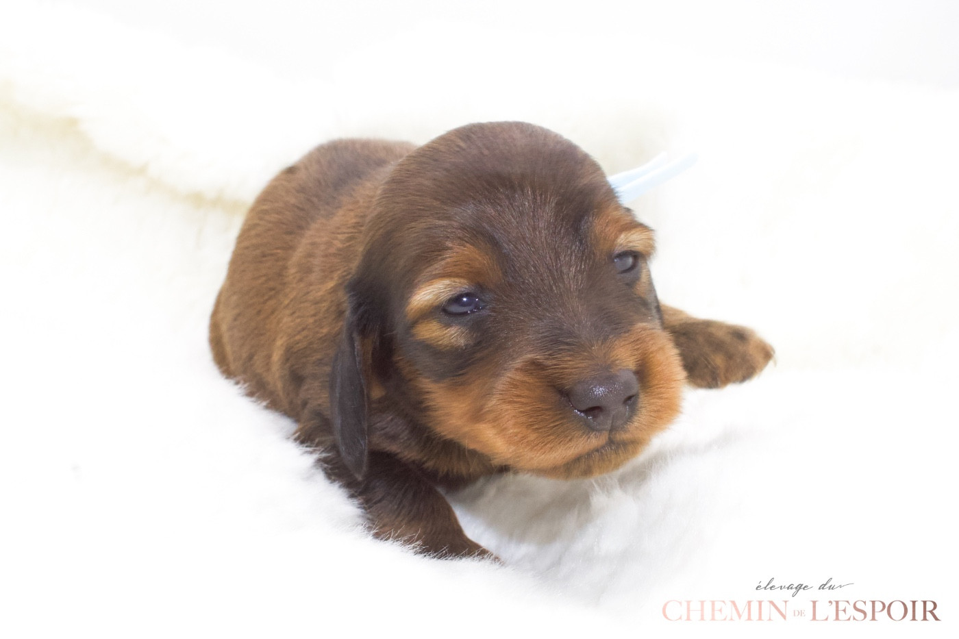 du Chemin de L'Espoir - Chiots disponibles - Teckel poil long