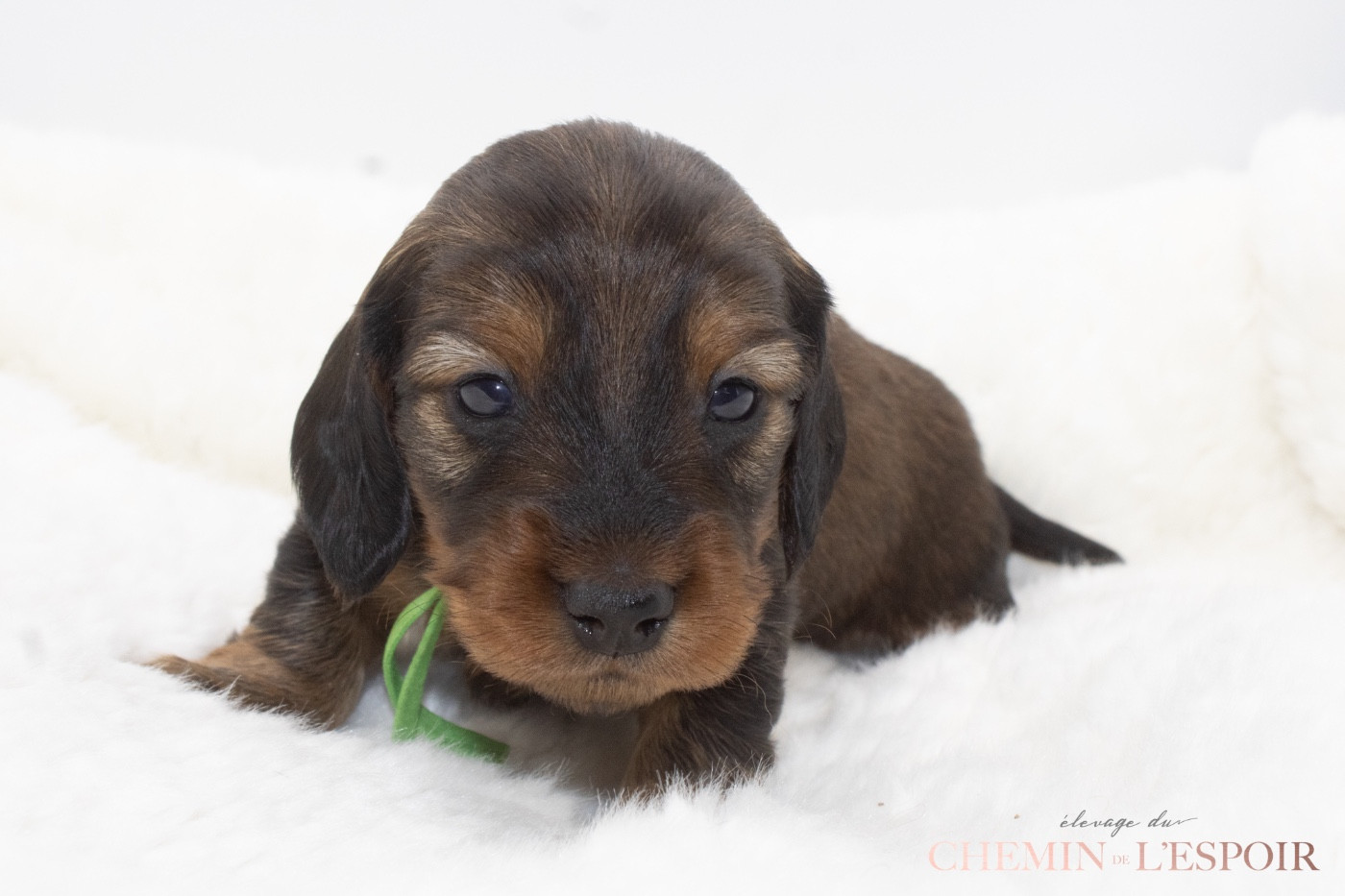 du Chemin de L'Espoir - Chiots disponibles - Teckel poil long