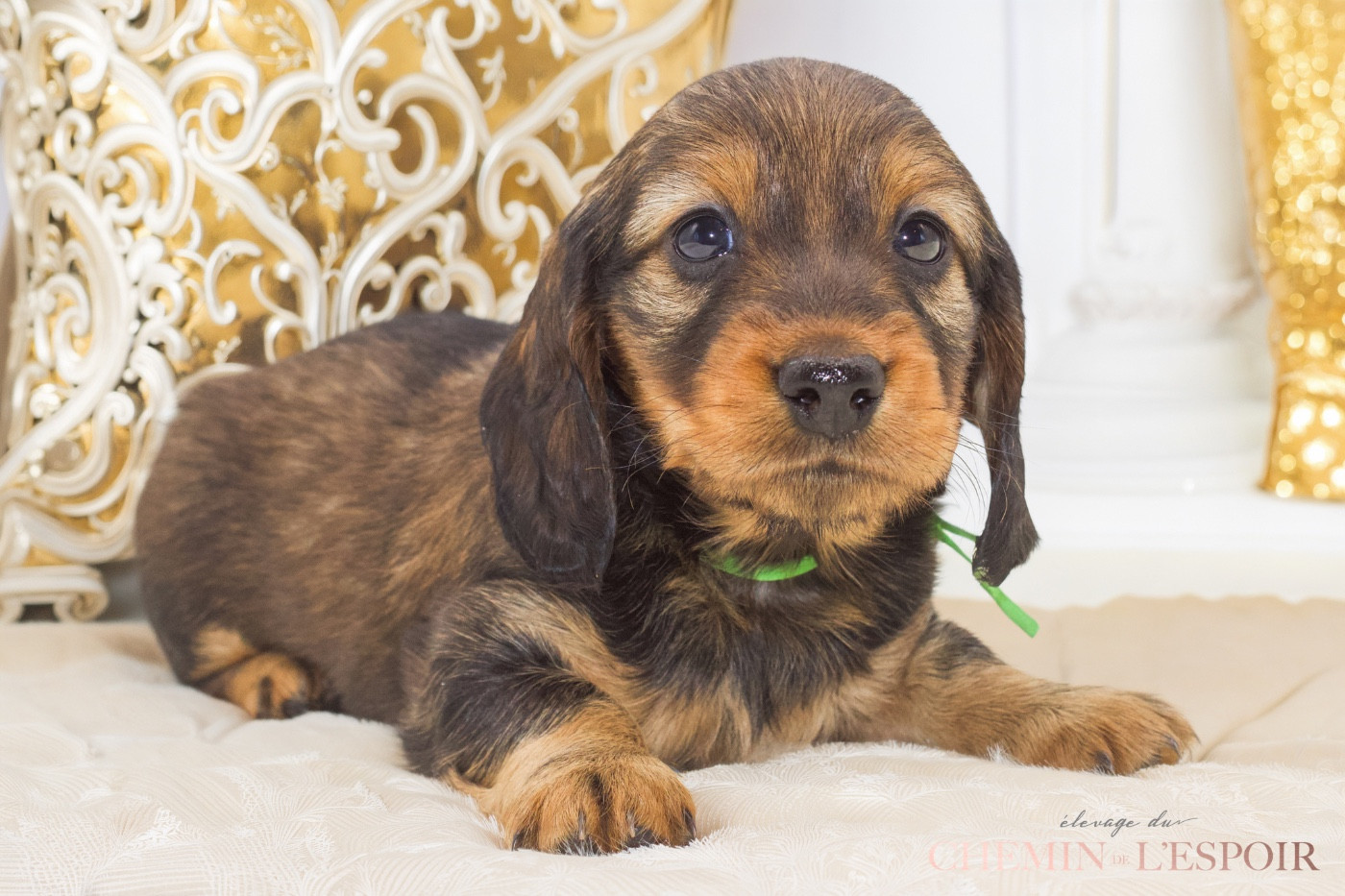 du Chemin de L'Espoir - Chiots disponibles - Teckel poil long