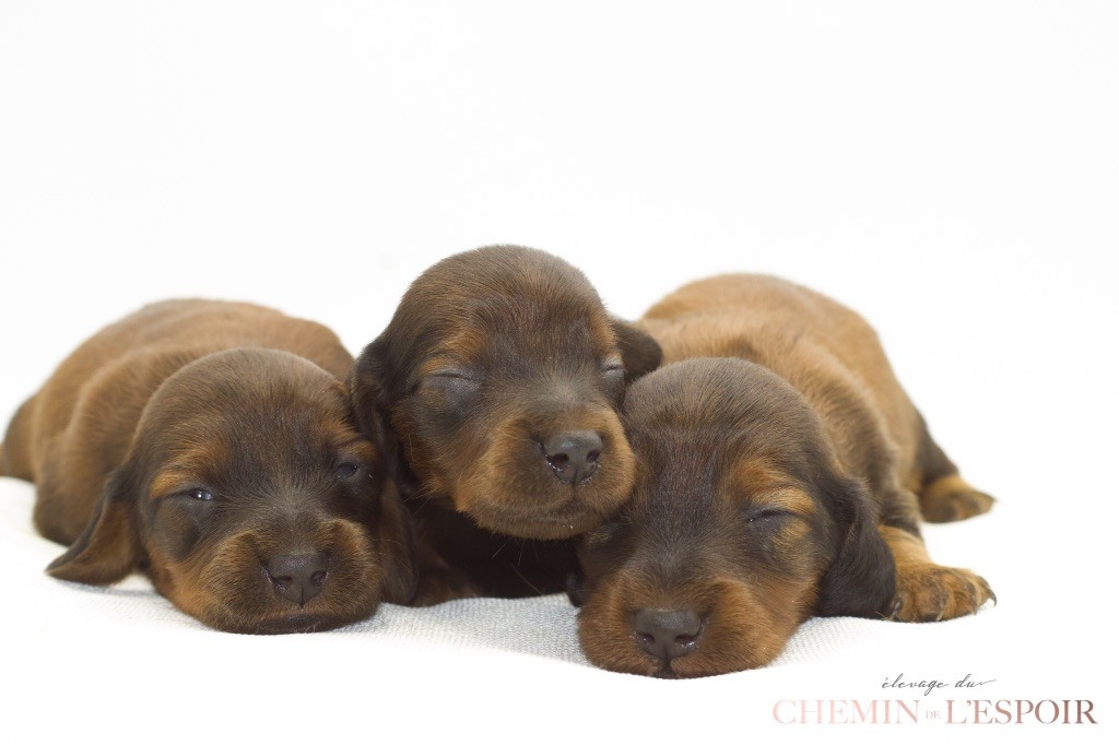 du Chemin de L'Espoir - Chiots disponibles - Teckel poil long