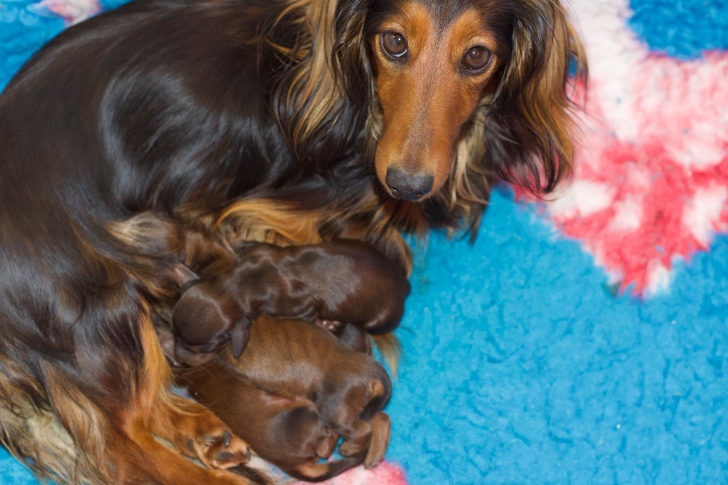 du Chemin de L'Espoir - Chiots disponibles - Teckel poil long