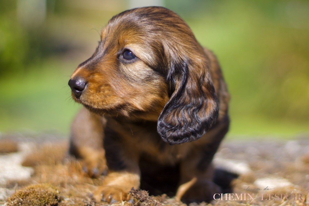 du Chemin de L'Espoir - Chiots disponibles - Teckel poil long