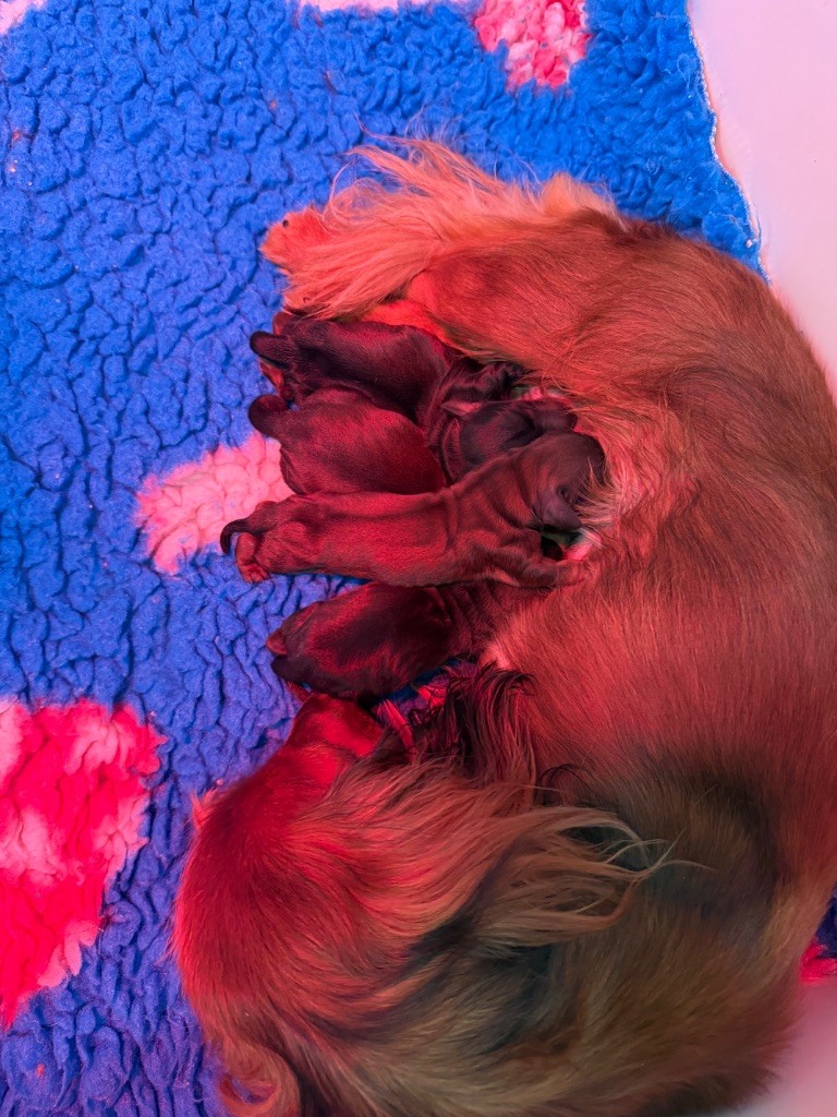 du Chemin de L'Espoir - Chiots disponibles - Teckel poil long