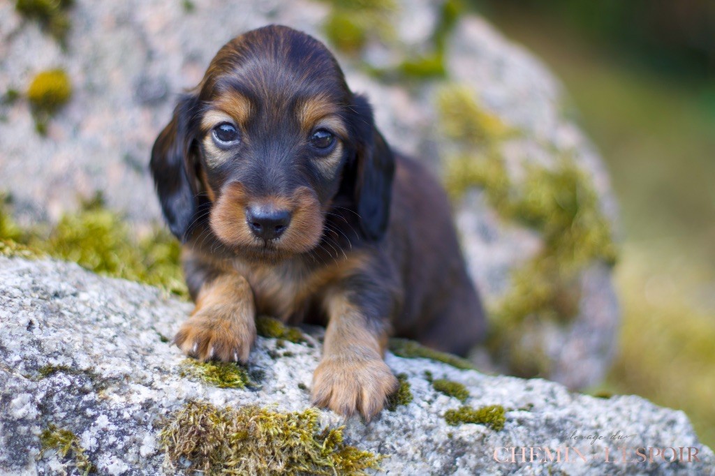 du Chemin de L'Espoir - Chiots disponibles - Teckel poil long