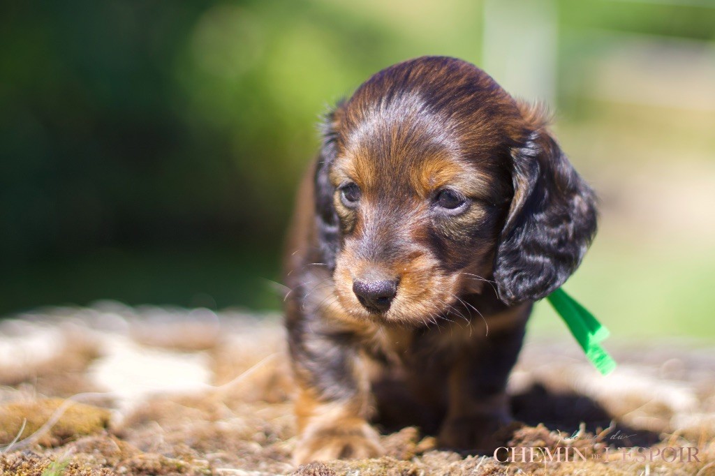 du Chemin de L'Espoir - Chiots disponibles - Teckel poil long