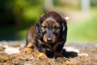 CHIOT