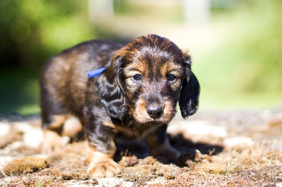 CHIOT