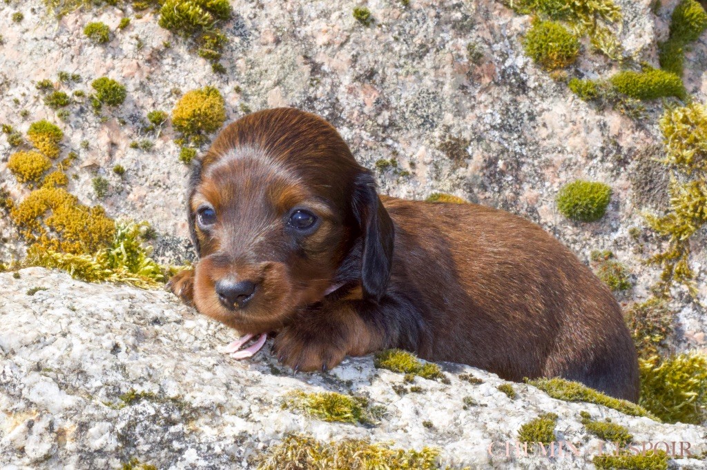 du Chemin de L'Espoir - Chiots disponibles - Teckel poil long