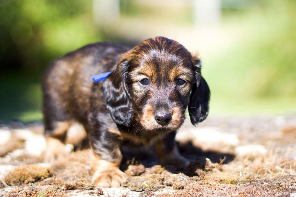 du Chemin de L'Espoir - Chiots disponibles - Teckel poil long